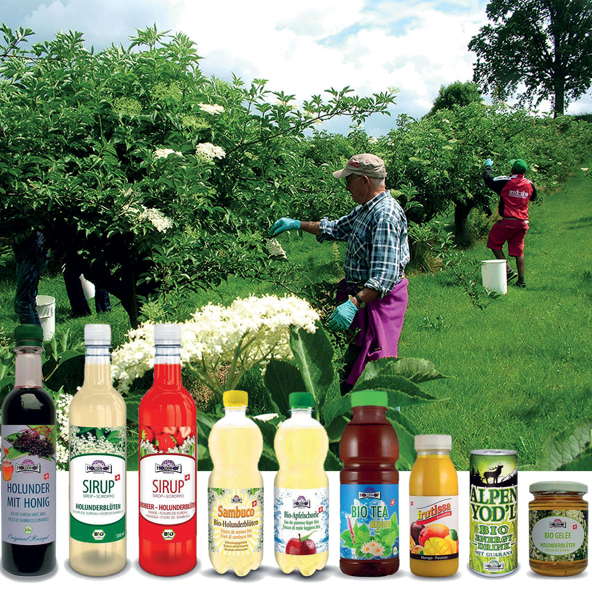 From elderberry to apples: the solutions for Holderhof by SMI Group