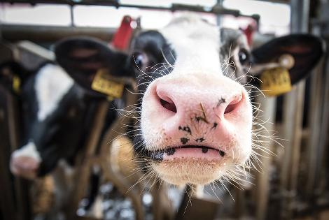 Espagne : Leche Pascual