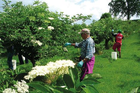 Suisse : Holderhof Produkte AG